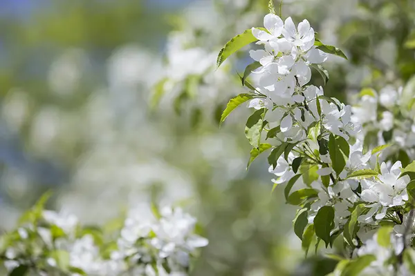 white spring flowers blue sky