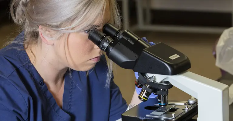 Checking sample on microscope