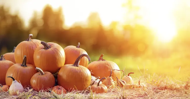 Pumpkins and sunset