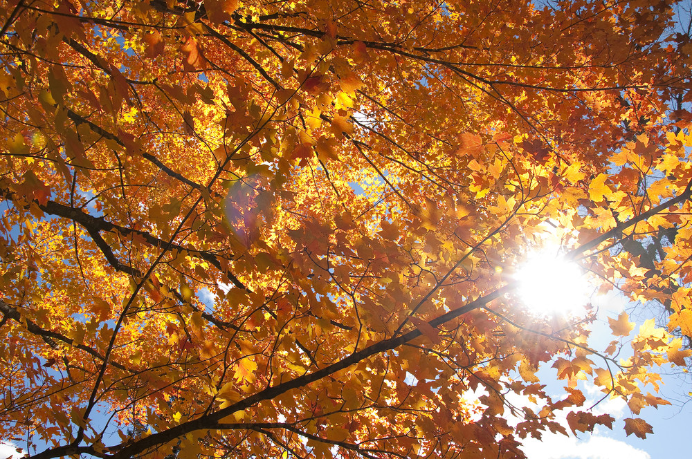 fall_leaves