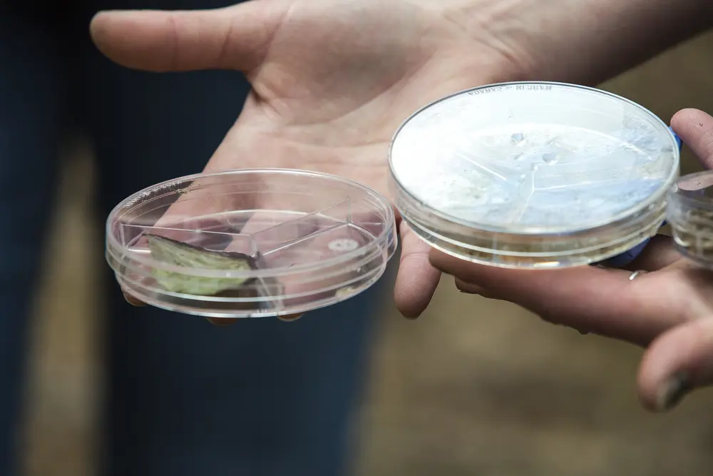Closeup of petri dish