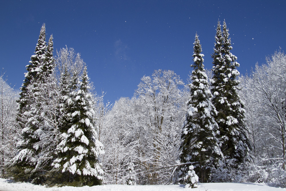 Pine trees with snow and blue sky