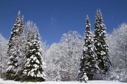 Pine trees with snow and blue sky