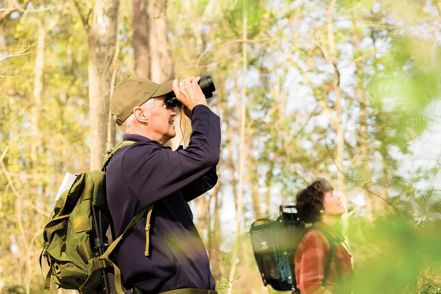 Two people birdwatching in a sunlit forest with binoculars.